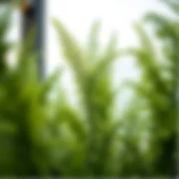 Artificial Ferns for Outdoors: An In-Depth Exploration Introduction