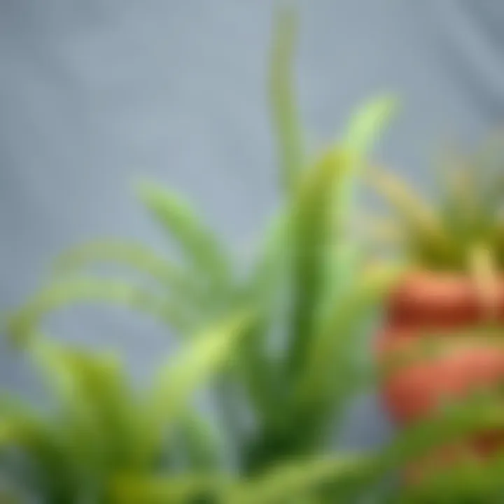 Notable Artificial Ferns for Outdoors: An In-Depth Exploration