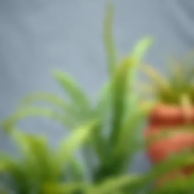 Notable Artificial Ferns for Outdoors: An In-Depth Exploration Notable Artificial Ferns for Outdoors: An In-Depth Exploration