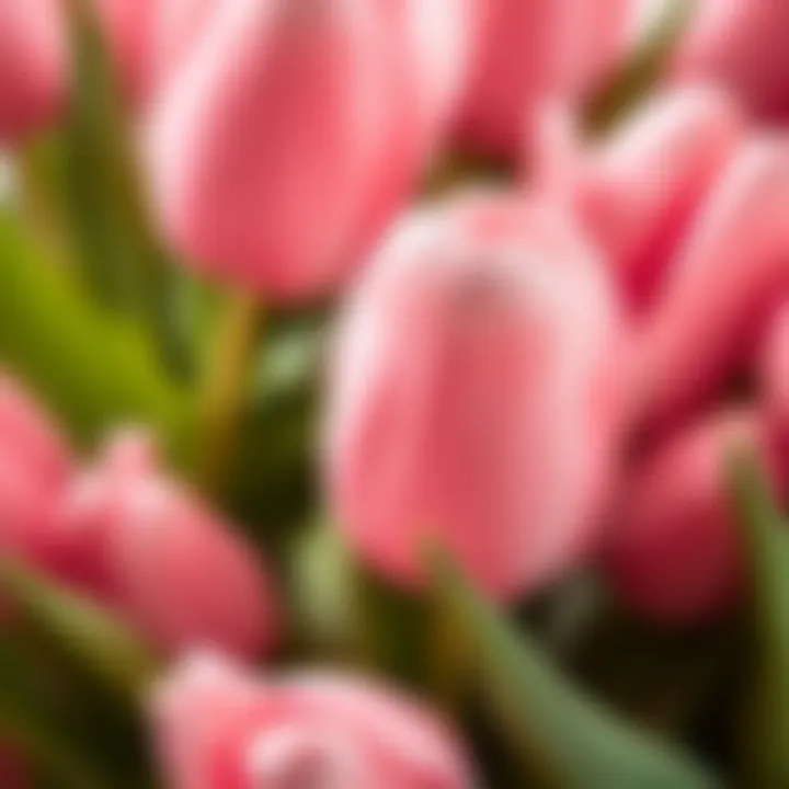 Close-up of textured pink faux tulips showcasing realism