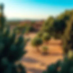 Vibrant Moroccan landscape showcasing argan trees