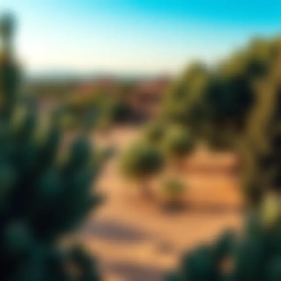 Vibrant Moroccan landscape showcasing argan trees