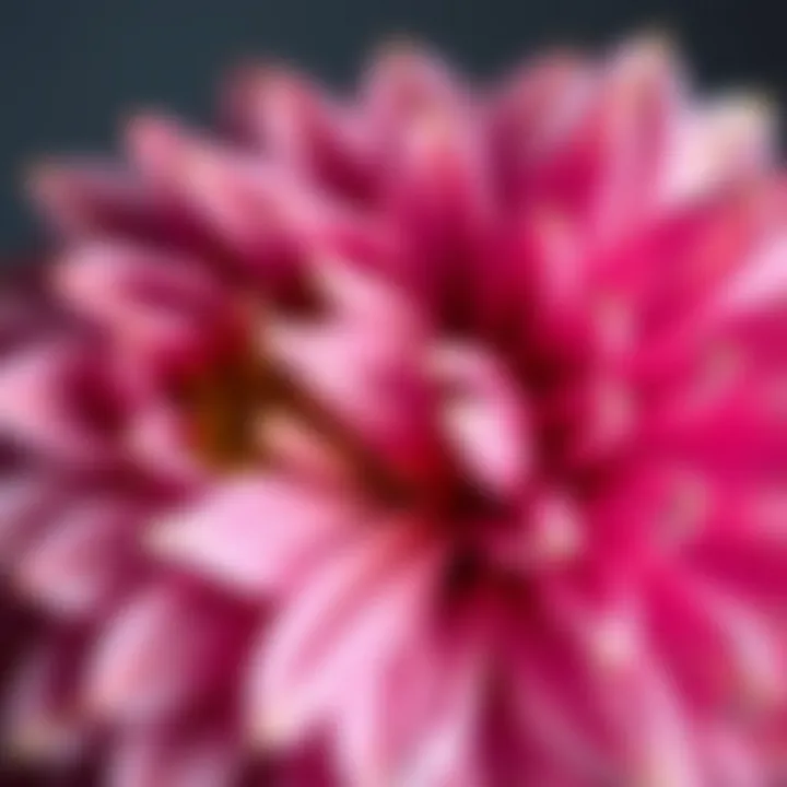 Close-up of faux dahlia petals showcasing texture