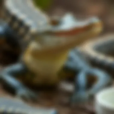 Notable Exploring the World of Silk Neck Gators