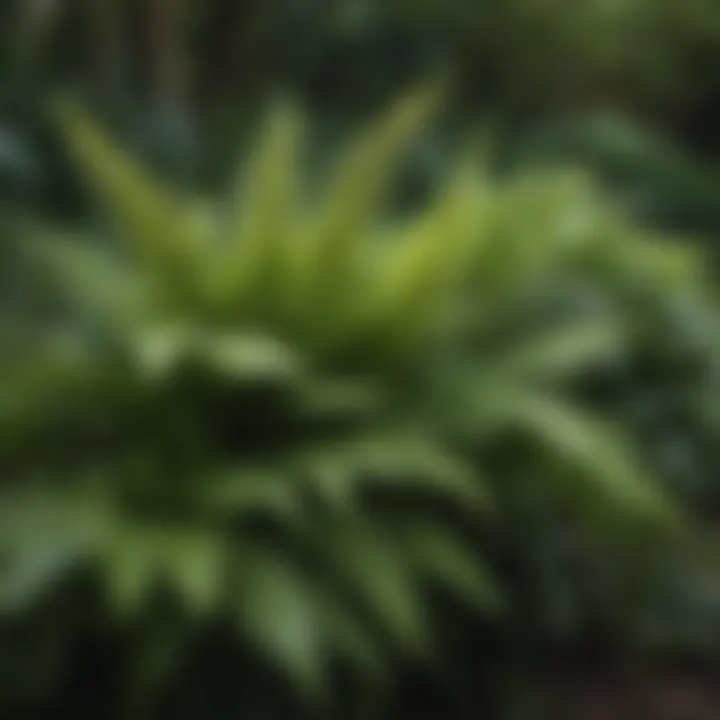 Close-up of various types of faux ferns in garden design