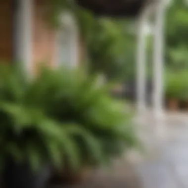 Lush faux ferns adorning a vibrant outdoor patio